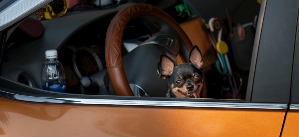 Przewóz zwierząt w samochodzie z wypożyczalni – co warto wiedzieć?